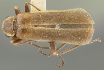 Media type: image;   Entomology 24178 Aspect: habitus dorsal view